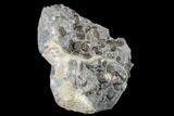 Ammonite (Promicroceras) Cluster - Marston Magna, England #176368-2